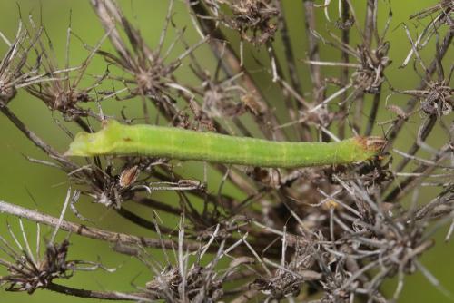 Thalera fimbrialis